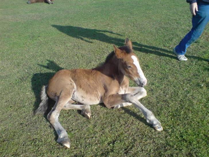 Anden særlig race Umay Be Royal billede 7