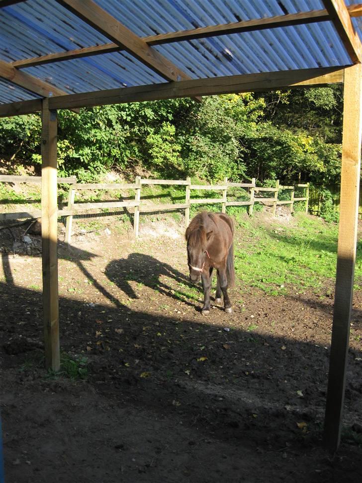 Islænder Ullinn fra Trappehaven billede 1