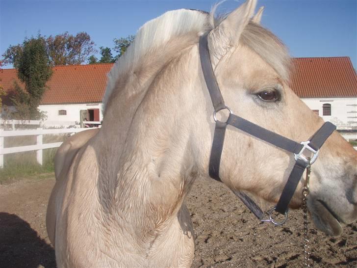 Fjordhest Grisling - My hero! :D  billede 11
