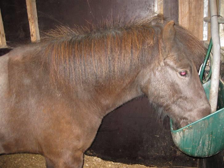 Islænder Ullinn fra Trappehaven billede 2
