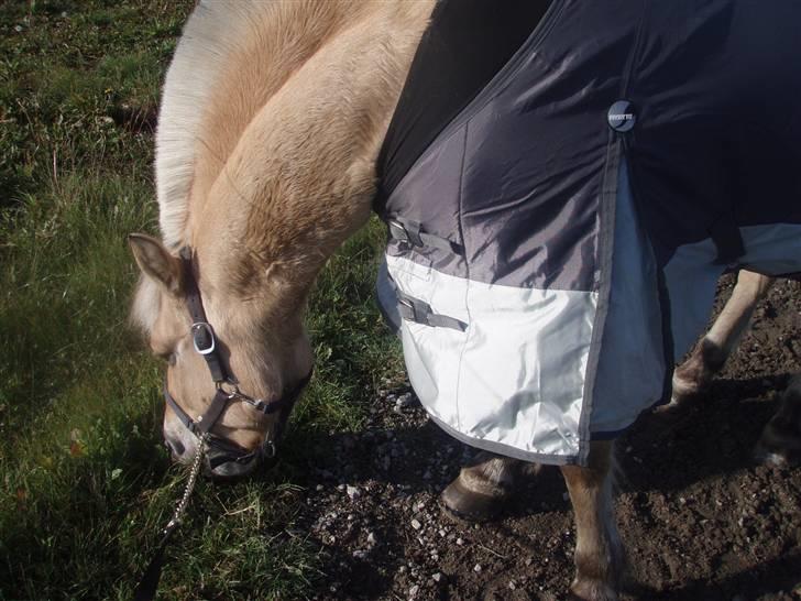 Fjordhest Grisling billede 12