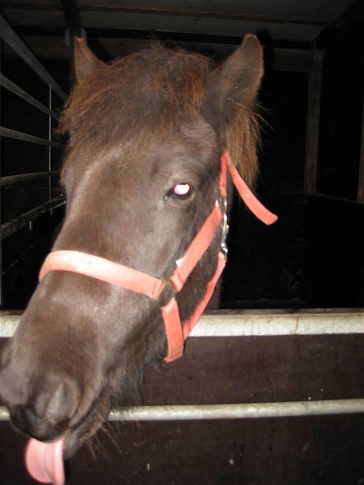 Islænder Ullinn fra Trappehaven billede 3