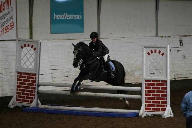 New Forest Søndergårdens Gonzo(solgt) billede 7