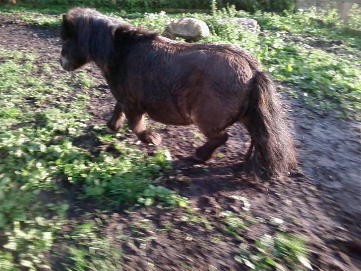 Shetlænder Bølle<3(L' ILY <3 - Bølle Skaath billede 16