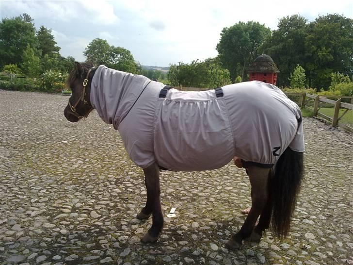 Islænder Urdúr<3 - Ødur med sit dækken billede 7