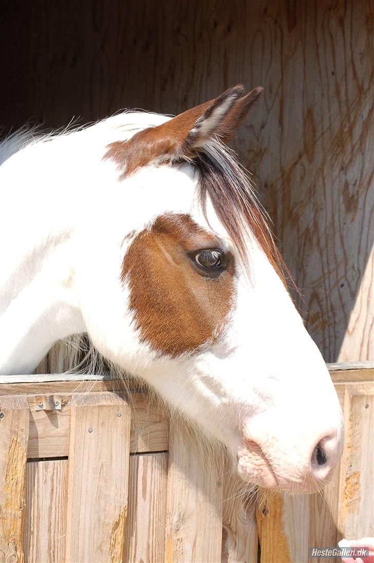 Anden særlig race tiger (rideskole hest) - billedet lånt af line kopp foto: line kopp mange tak (; billede 12