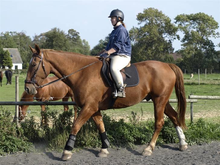 Oldenborg Ensock af Dybendal billede 15