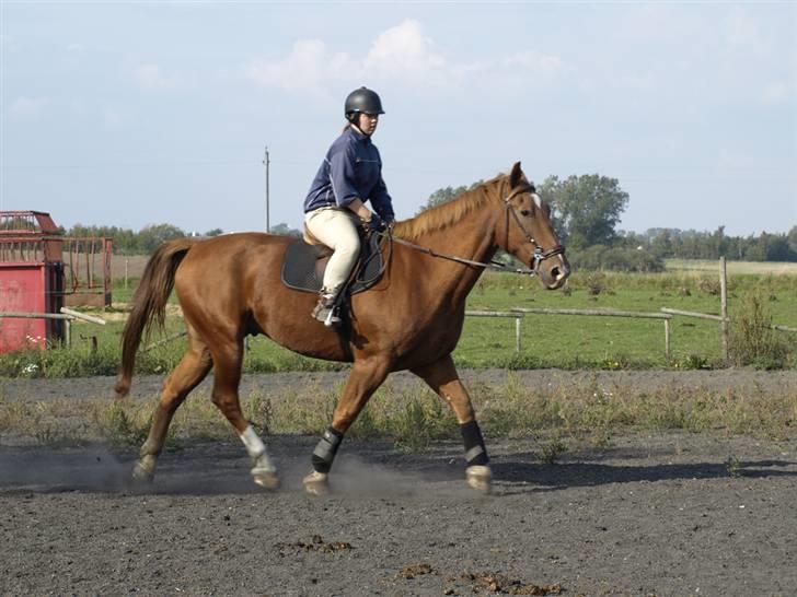 Oldenborg Ensock af Dybendal billede 16