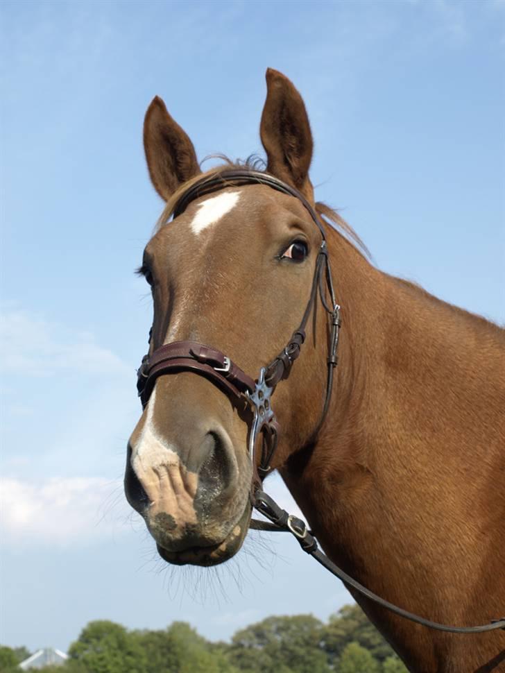 Oldenborg Ensock af Dybendal billede 17