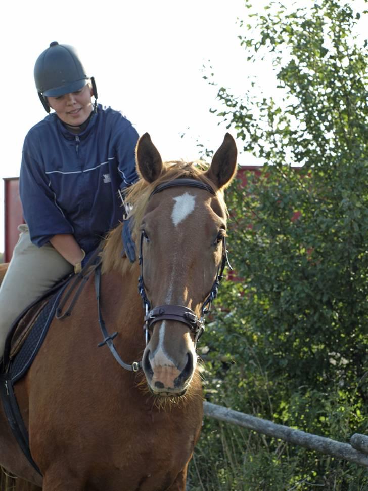 Oldenborg Ensock af Dybendal billede 18