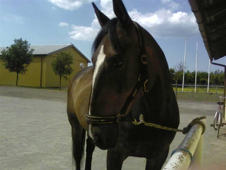 Oldenborg Pirana<3 (Solgt) - Han var lige blevet vasket :) billede 3