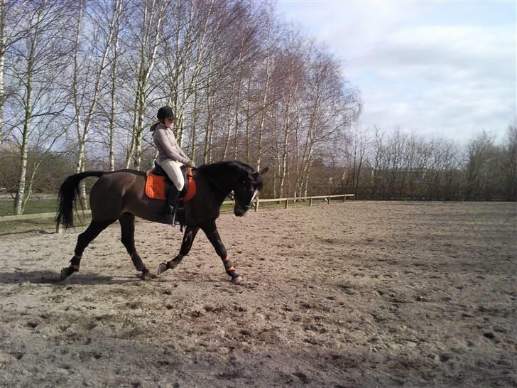 Oldenborg Pirana<3 (Solgt) - Genoptræning efter han har stået stille med ondt i ryggen.... billede 5