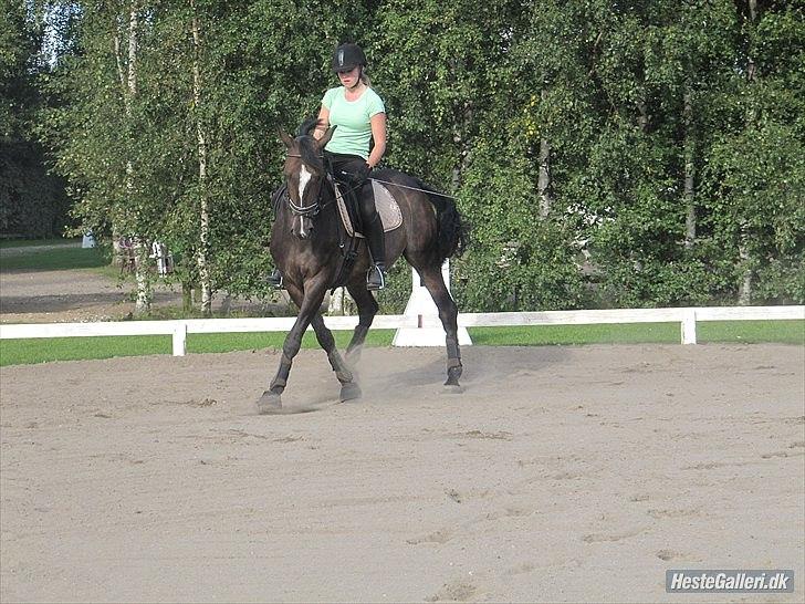 Oldenborg Pirana<3 (Solgt) - Dressur :) billede 9