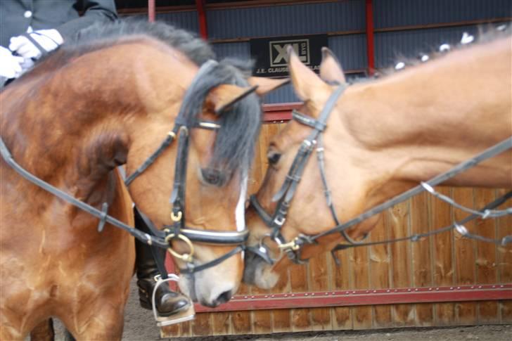 New Forest Flintdales Eu - de smukkeste drenge der findes :-D egor lærke haha :-D billede 18