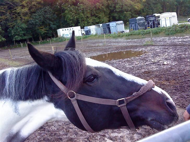 Anden særlig race Shannon *Gammel part* - Nåårh <3 [: Han er så sød <3 billede 12