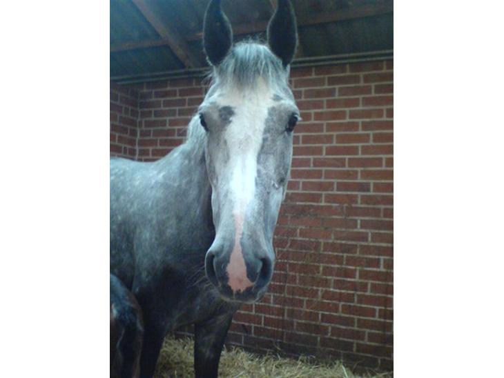 {{currentPhoto.altText}} billede {{currentPhoto.number}}