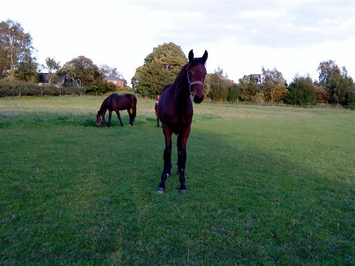 {{currentPhoto.altText}} billede {{currentPhoto.number}}