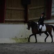 Tysk Sportspony Donner