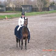 Tysk Sportspony Donner