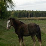 Anden særlig race <3 Turpin <3