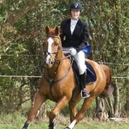 Dansk Varmblod Scholes