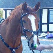 Dansk Varmblod Scholes