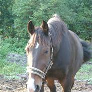 Anden særlig race Sunny Boy (elevhest)