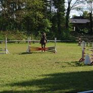 Anden særlig race Sunny Boy (elevhest)