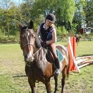 Anden særlig race Sunny Boy (elevhest)