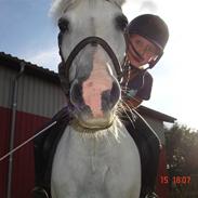 Anden særlig race »Quickstep-