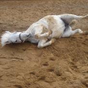 Anden særlig race »Quickstep-