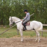 Irsk Sportspony Free Lee