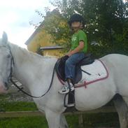 Irsk Sportspony Free Lee