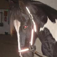 Anden særlig race Bacardi