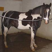 Anden særlig race Bacardi