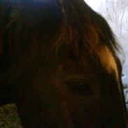 New Forest Black Pepper *elev pony*