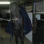 Fuldblod (XX) Red And Pretty