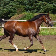 New Forest Alhedens Fleur