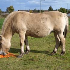 Fjordhest fossia >R.I.P<