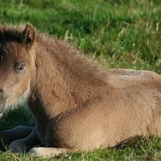 Islænder Mysla fra Laven Mark 