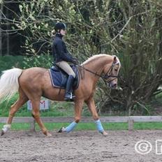 Palomino Kingsettle solidus<3 