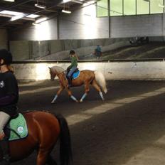 Palomino Kingsettle solidus<3 