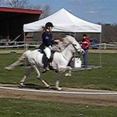 Islænder Feldur frá Hóli