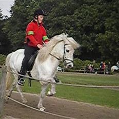 Islænder Feldur frá Hóli