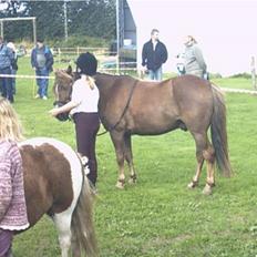 Anden særlig race Bonnie-boy    R.I.P