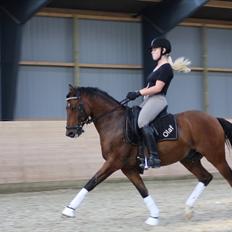 Hollandsk Sportspony Olaf *B-pony*  SOLGT