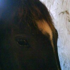 New Forest Black Pepper *elev pony*