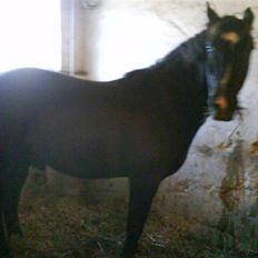 New Forest Black Pepper *elev pony*