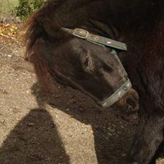 Anden særlig race munik