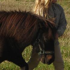 Anden særlig race munik